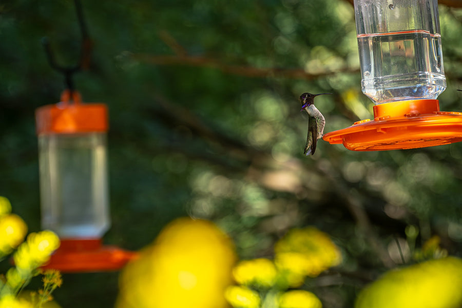 Anna’s or Costa’s? Which Hummingbird Is Visiting Your Desert Garden?