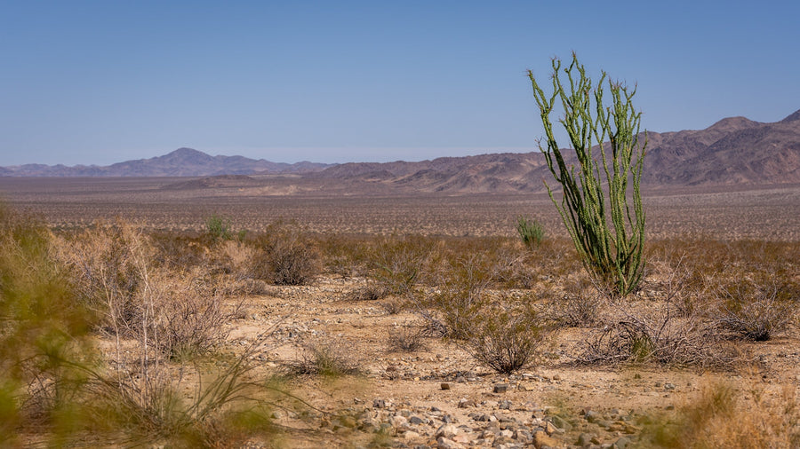 That Ocotillo Isn’t Necessarily Dead: How It Responds to Rain