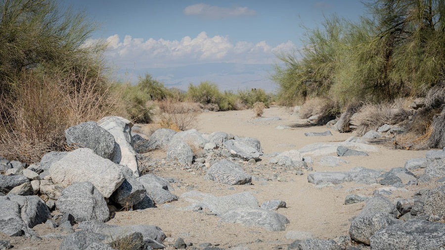 Why Do Trees Grow in Desert Washes That Look Completely Dry?