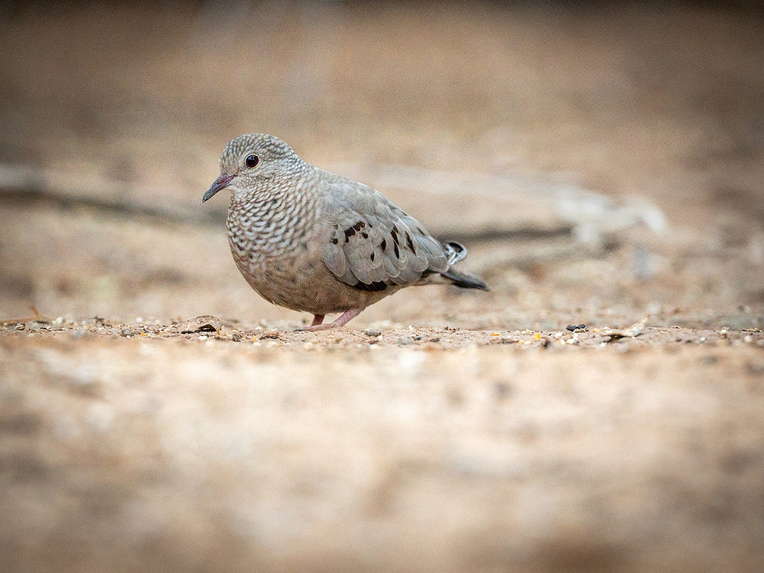Inca Dove