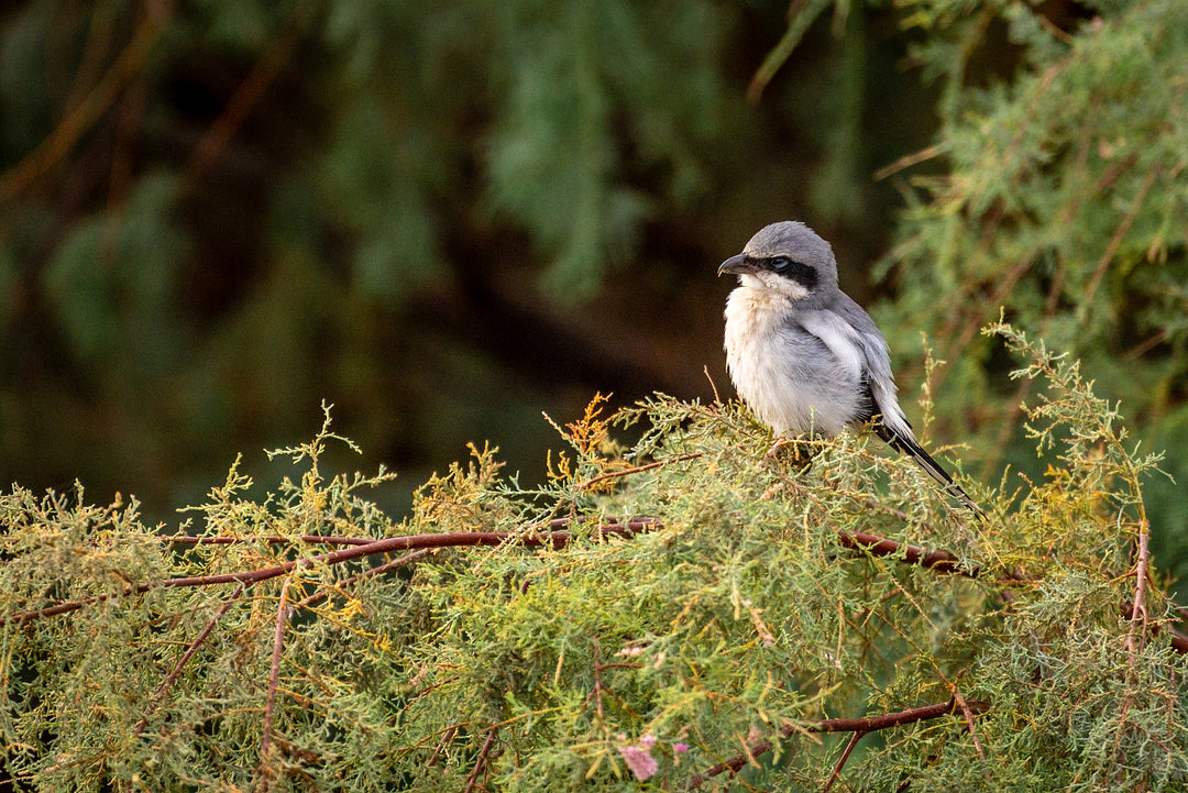Loggerhead Shrike