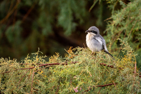 Loggerhead Shrike
