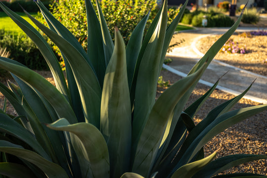 Agave Americana (Century Plant)