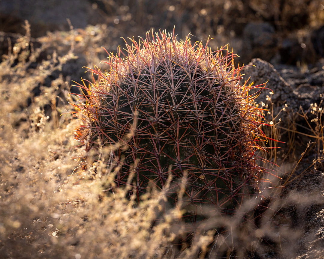 Fishhook Barrel Cactus