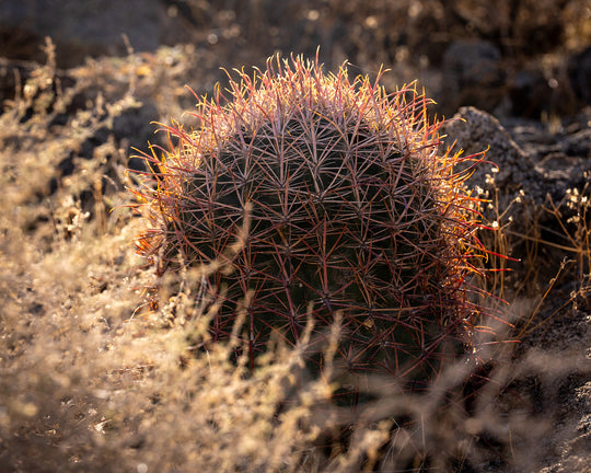 Fishhook Barrel Cactus