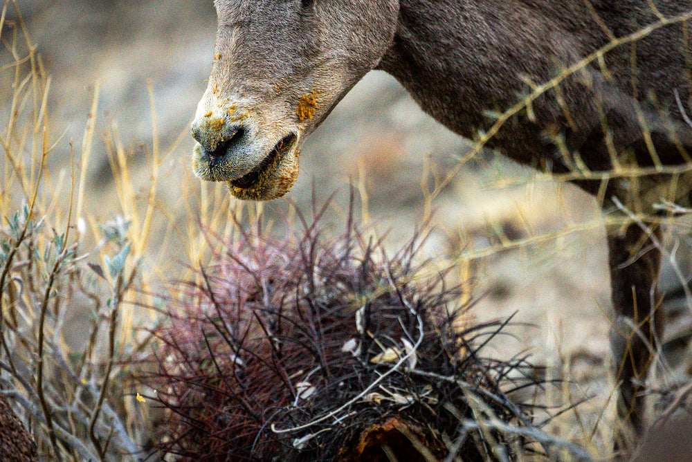 Fishhook Barrel Cactus