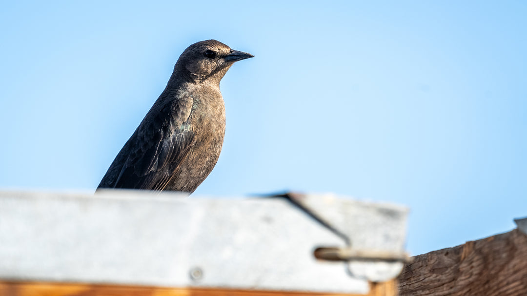 Brown-headed Cowbird