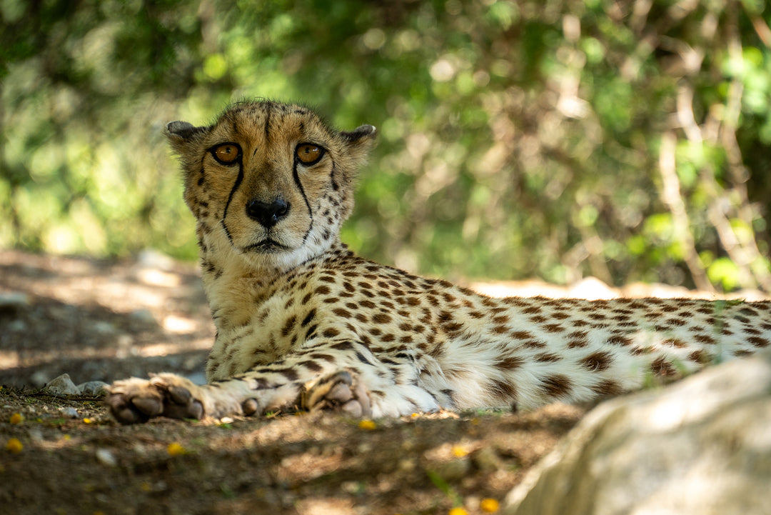 Cheetah