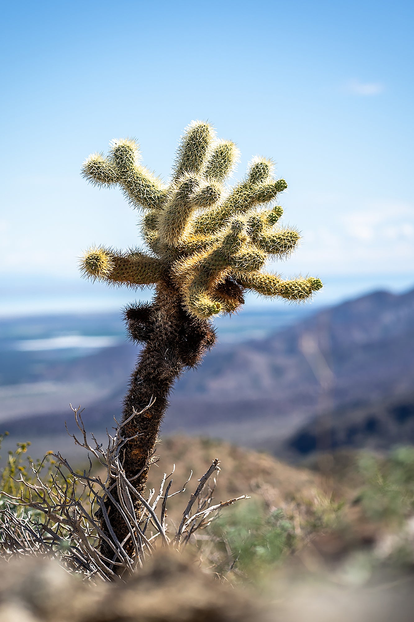 Teddy Bear Cholla | Coachella Valley, CA