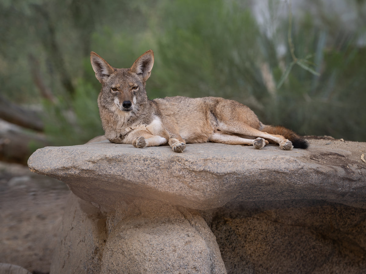 Coyote at The Living Desert Zoo and Gardens · September 12, 2025