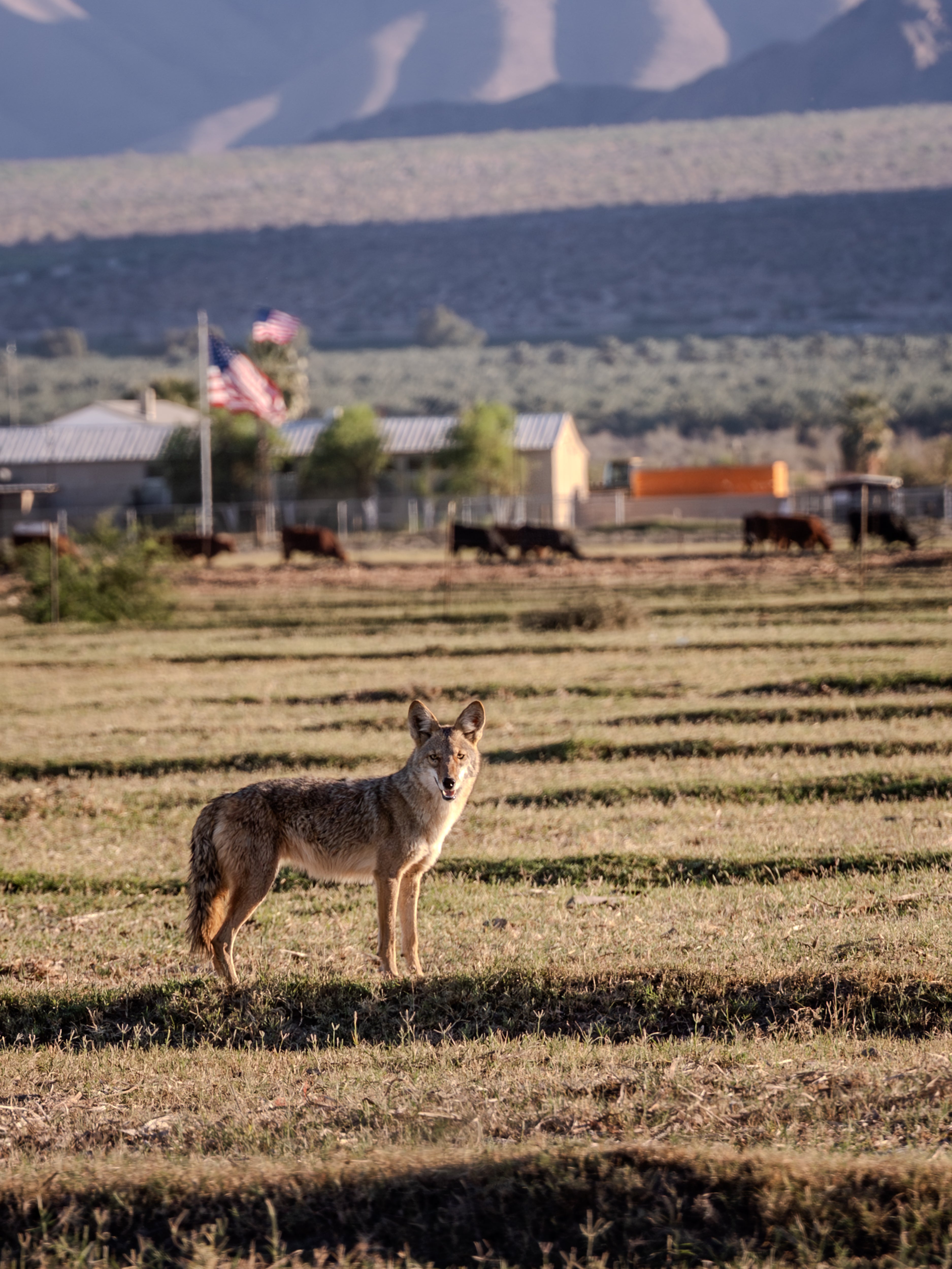 Coyote_-_Thermal_CA.jpg?v=