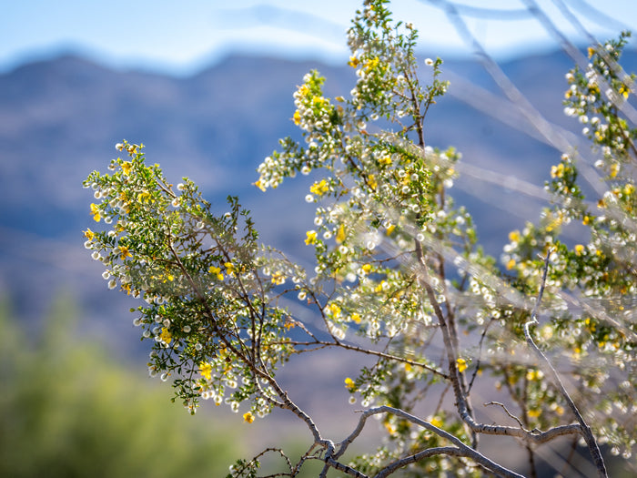 Creosote Bush