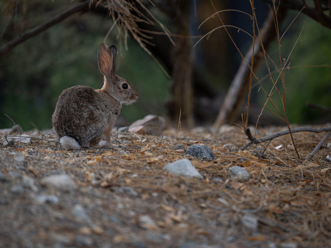 Desert Cottontail