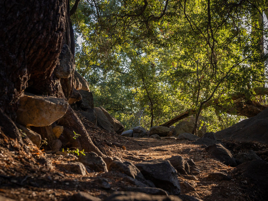 Rocky dirt path beneath sunlit oak trees on Ernie Maxwell Scenic Trail in Idyllwild