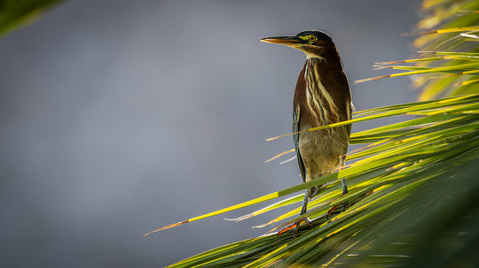 Green Heron