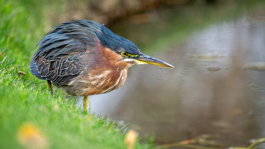 Green Heron