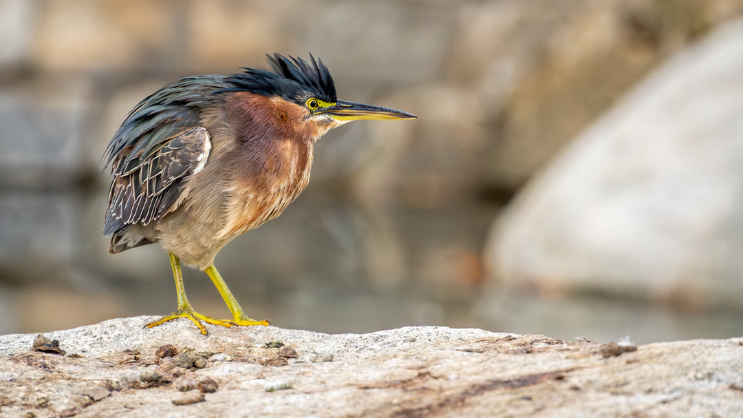 Green Heron