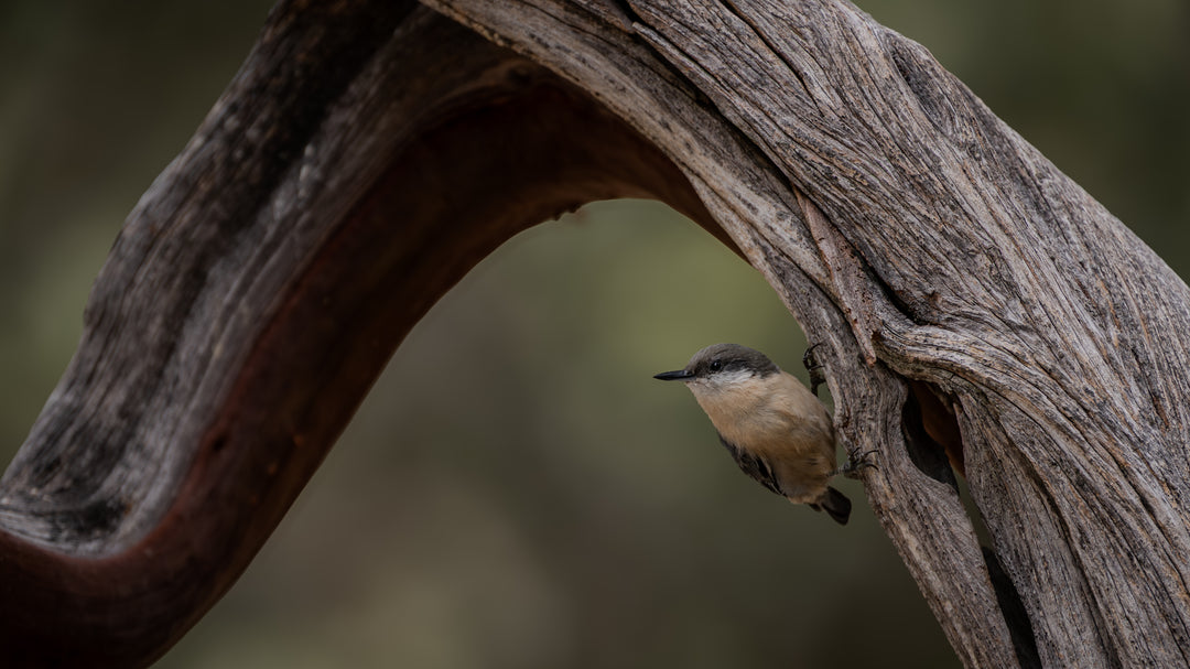 Pygmy Nuthatch