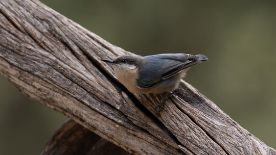Pygmy Nuthatch