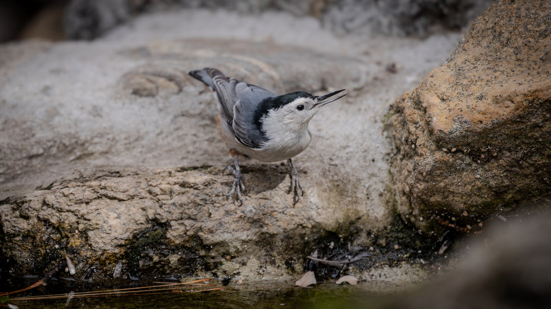 White-breasted Nuthatch