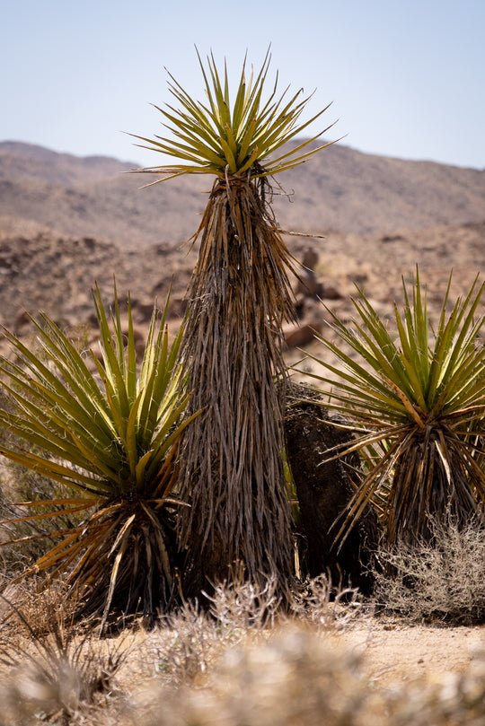 Mojave Yucca