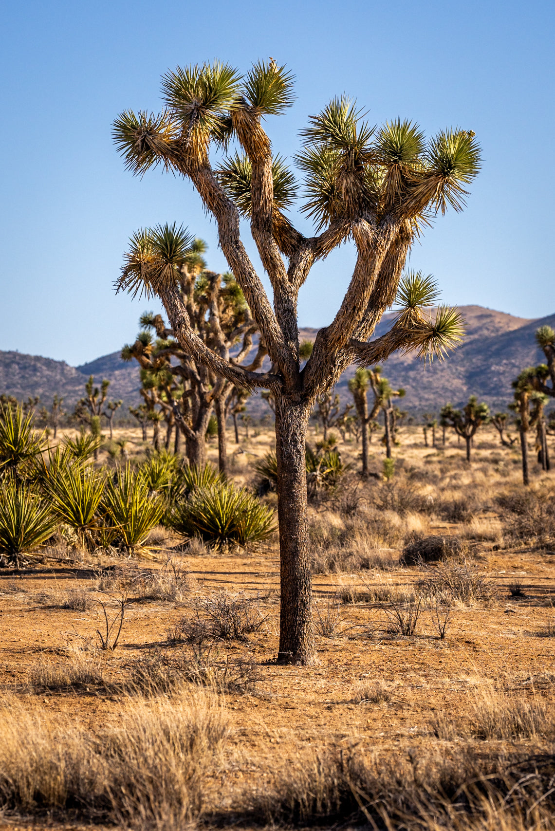 Joshua Tree | Flora Of Coachella Valley, CA – Desert Oasis Insider