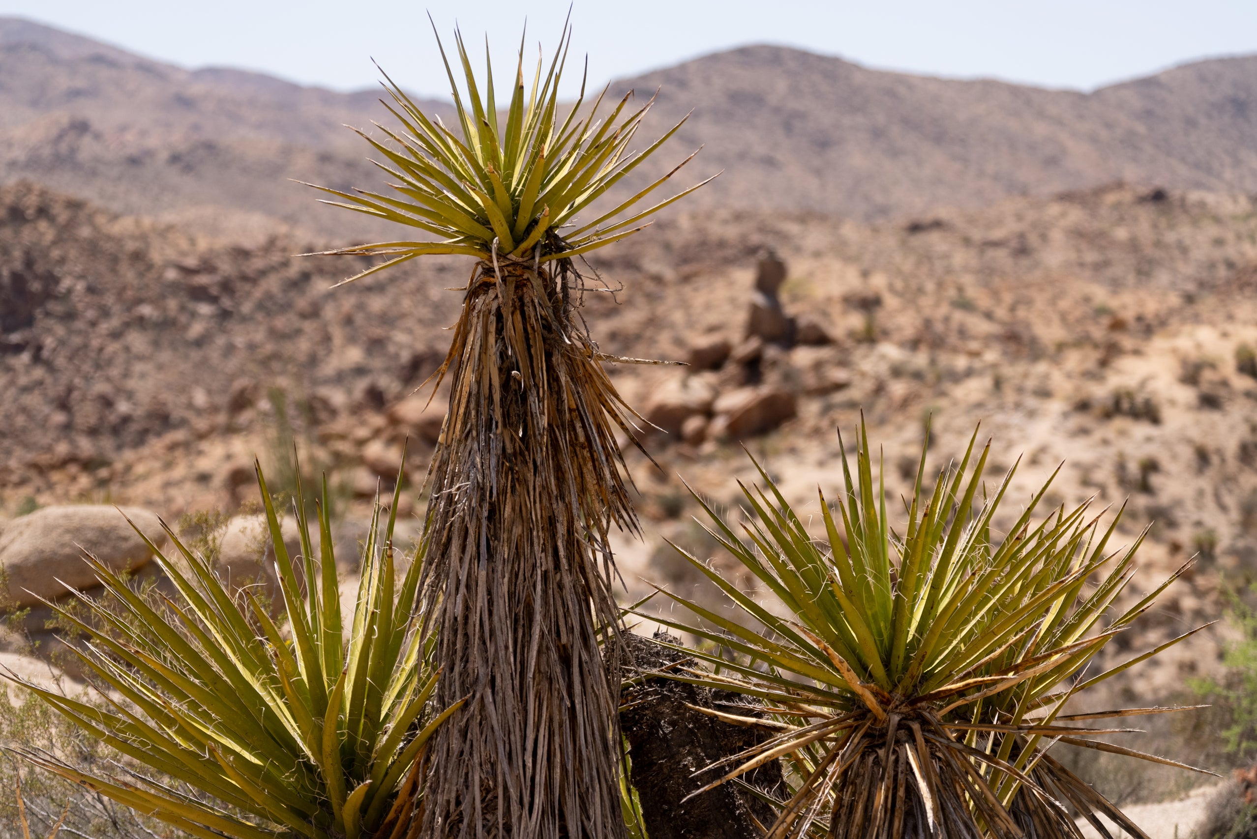 mojave palm plant Mojave Yucca