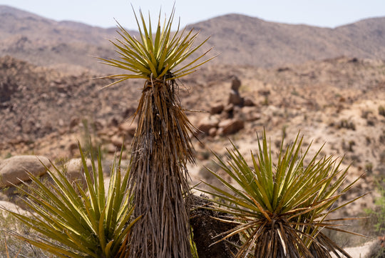 Mojave Yucca