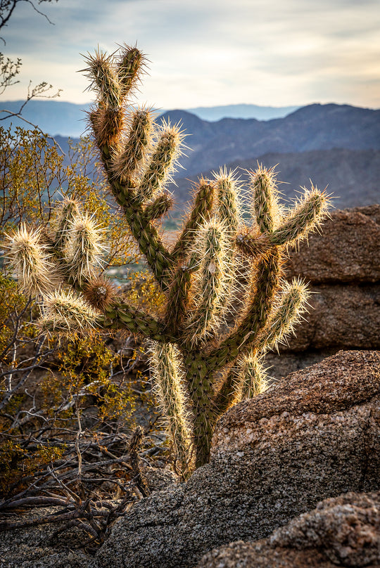 Jumping Cholla Cactus