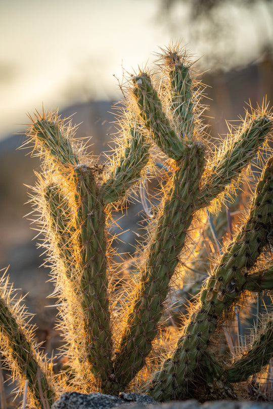 Jumping Cholla Cactus