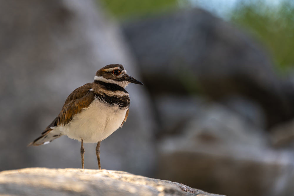 Killdeer
