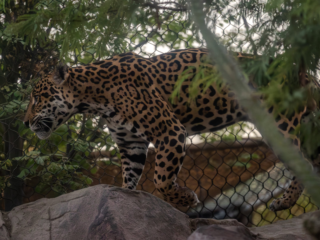 Jaguar