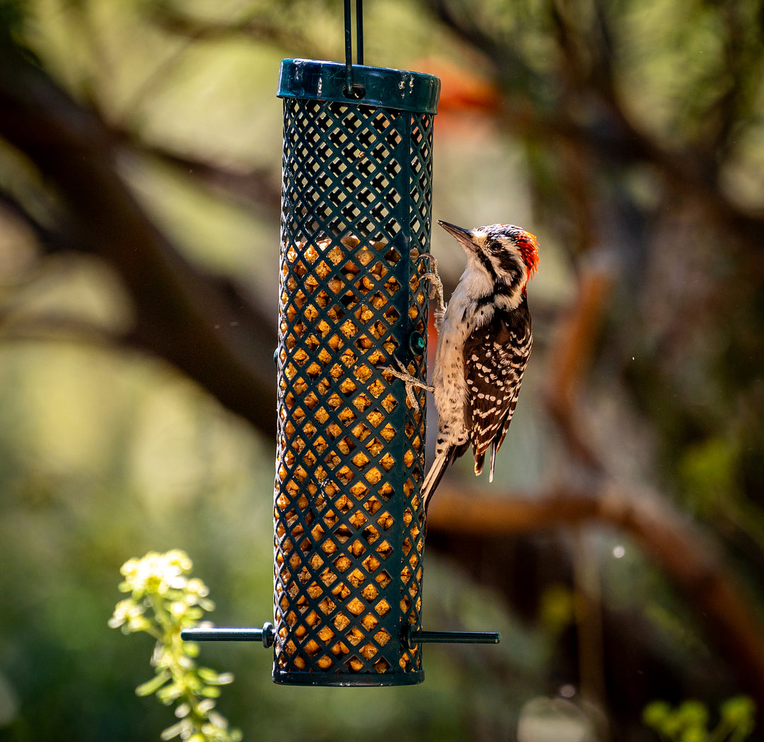 Nuttall’s Woodpecker