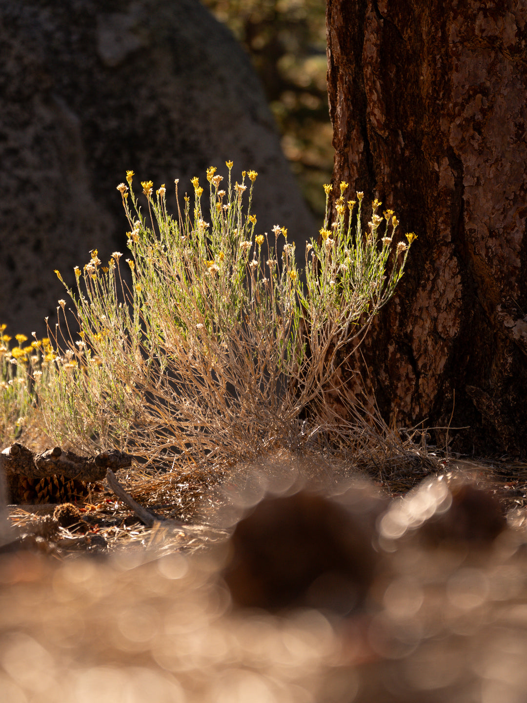 Cliff Goldenbush (Ericameria cuneata)
