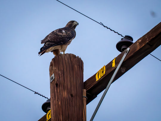 Red-tailed hawk perched on a wooden power pole in Thermal, CA