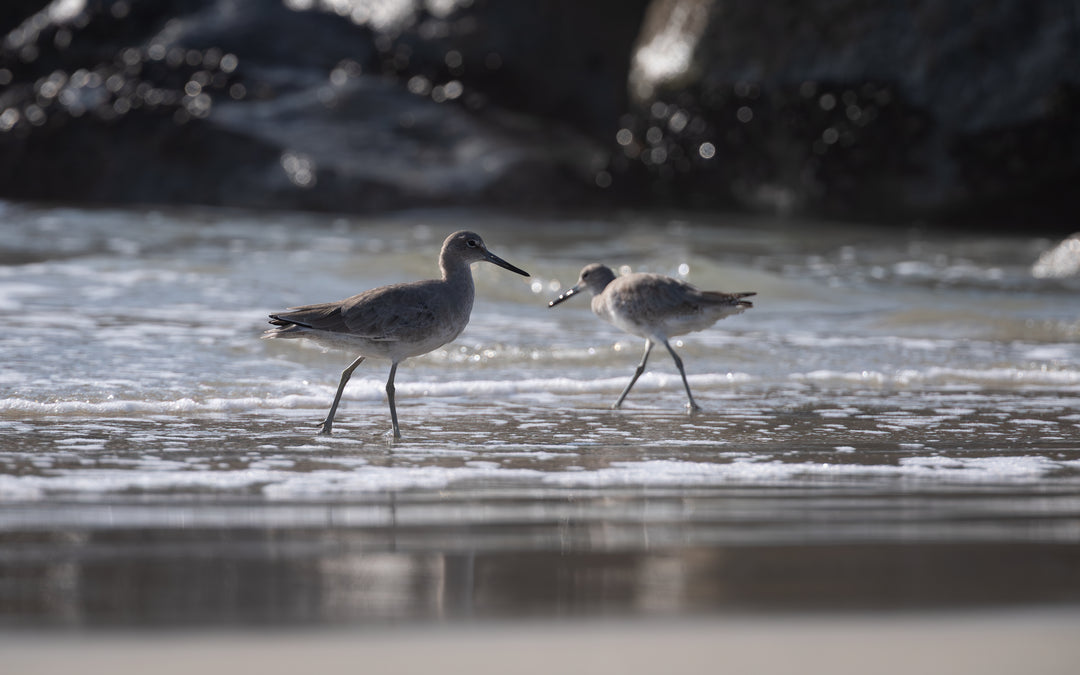 Willet