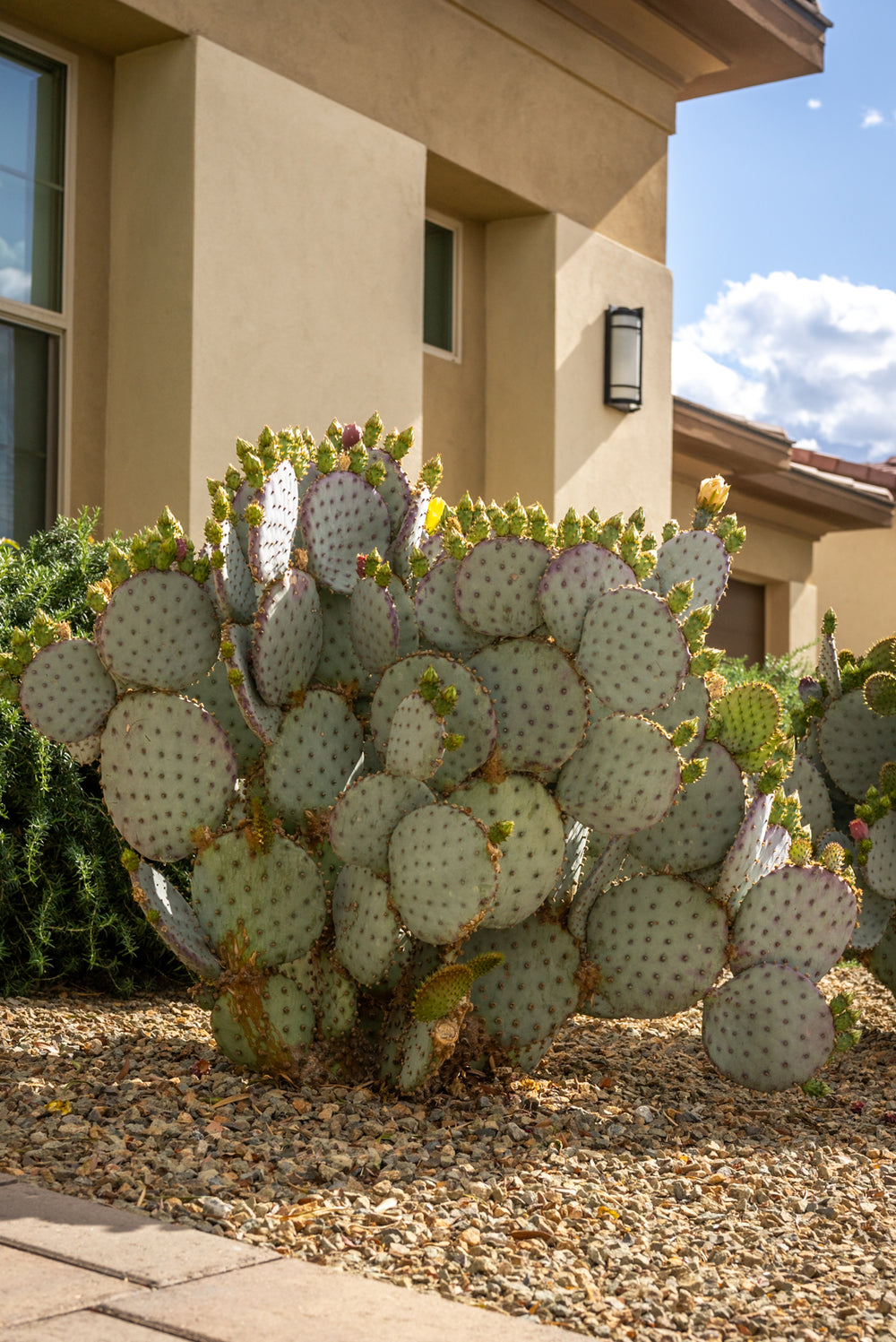 Prickly Pear Cactus
