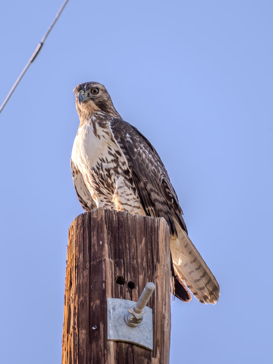 Red-tailed Hawk