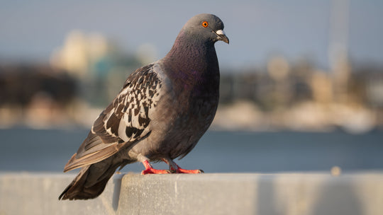 Rock Pigeon