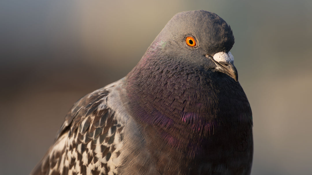 Rock Pigeon
