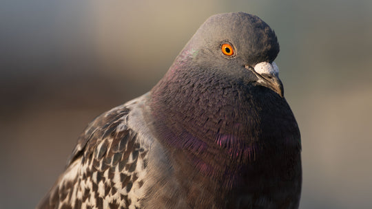 Rock Pigeon