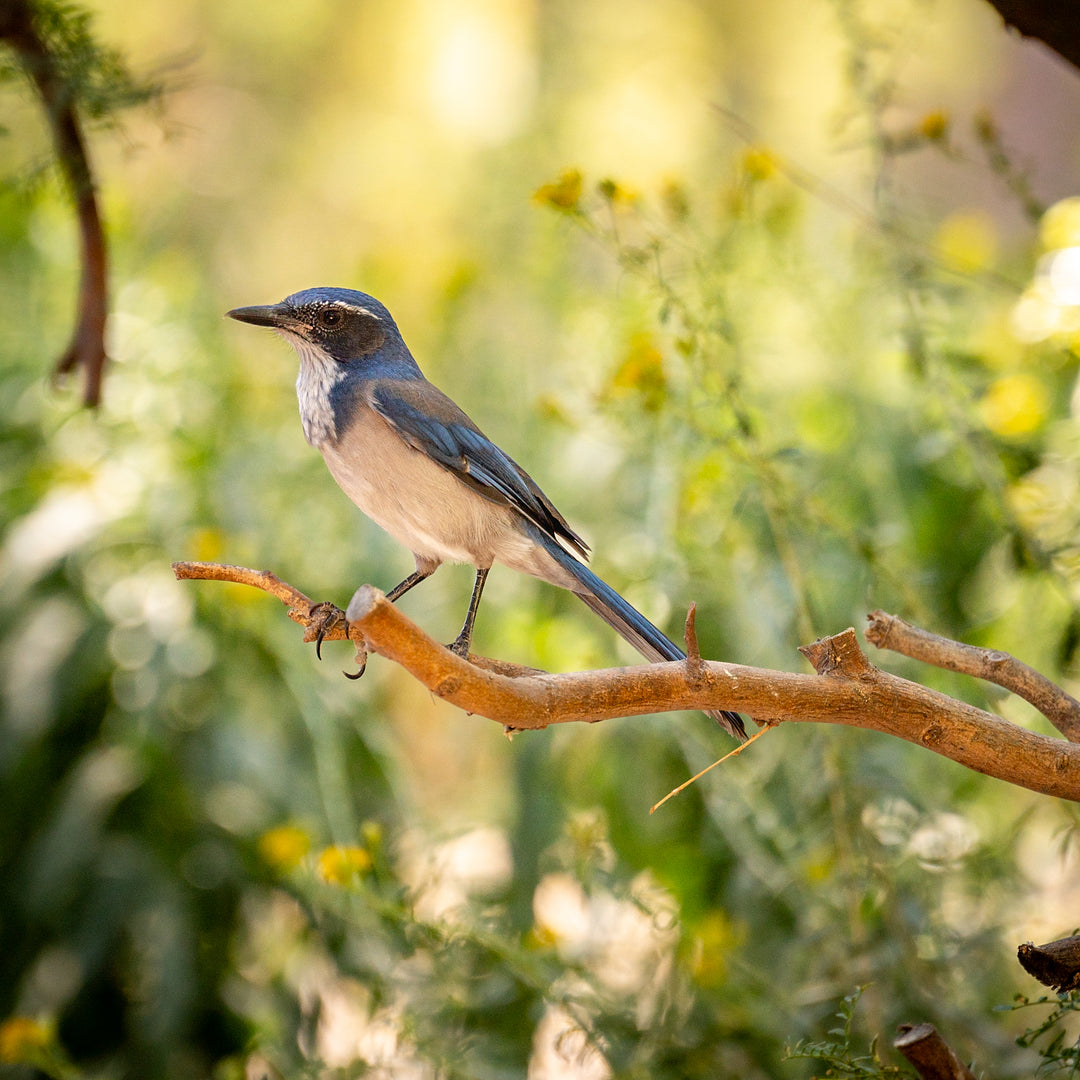 A blue and gray California Scrub-Jay perched on a branch with a blurred background of yellow flowers.
