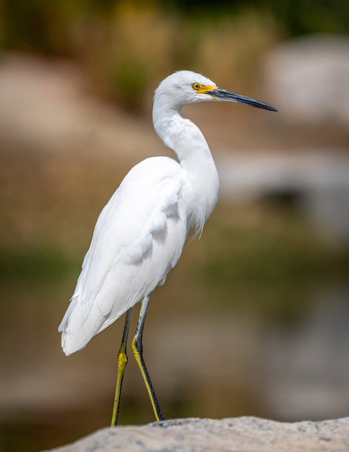Snowy Egret