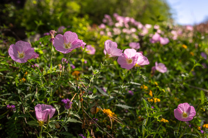 🌸 Mexican Evening Primrose (Oenothera speciosa)