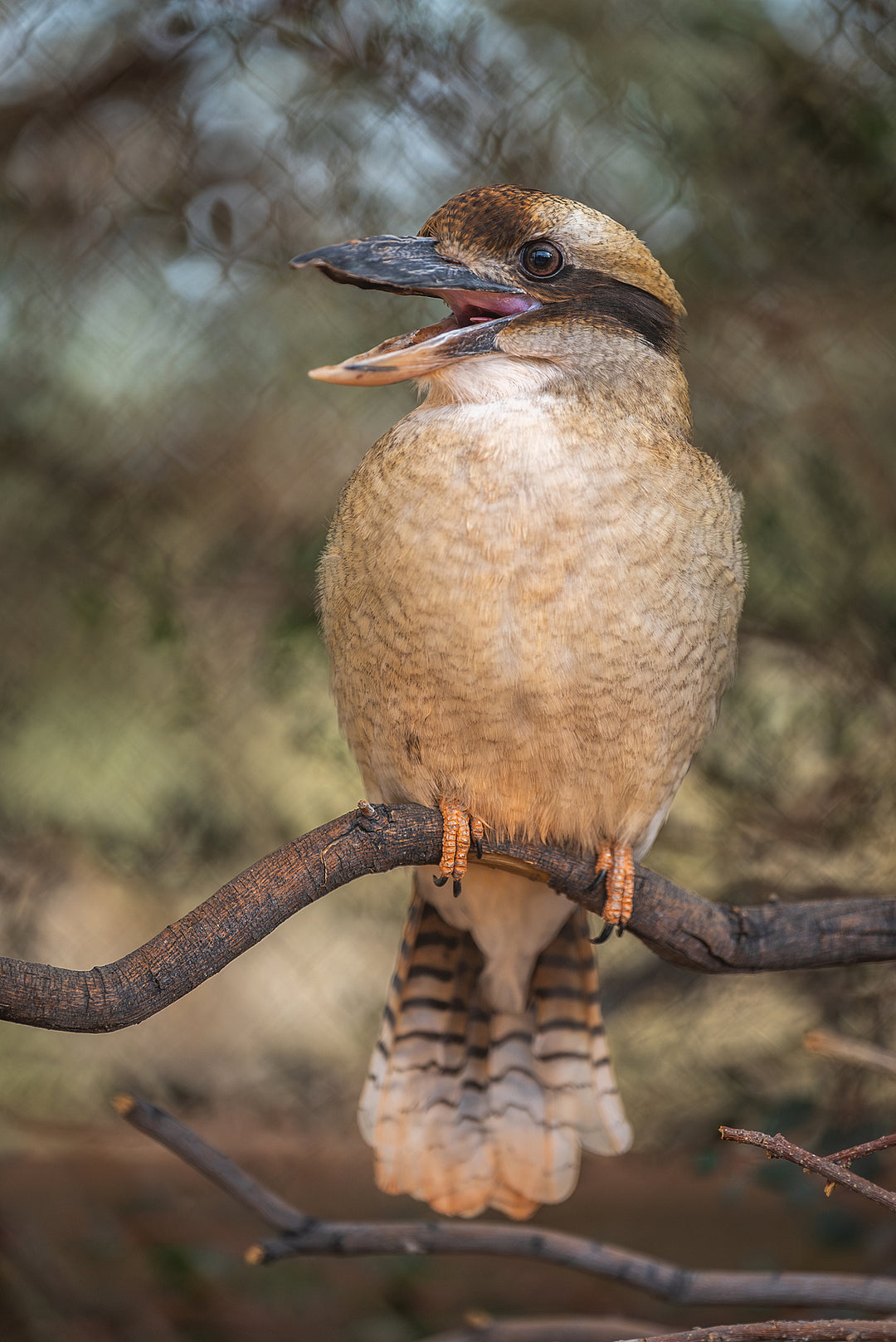 Laughing Kookaburra