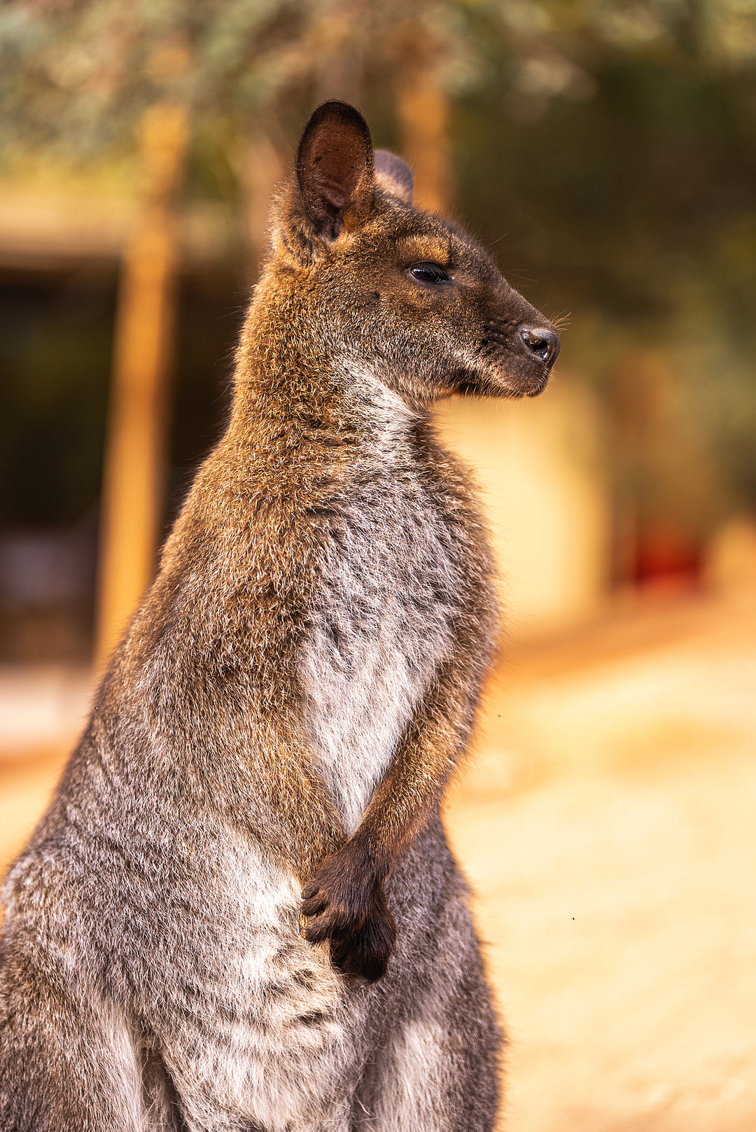 Bennettโs Wallaby