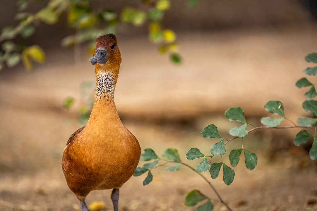 Fulvous Whistling-Duck
