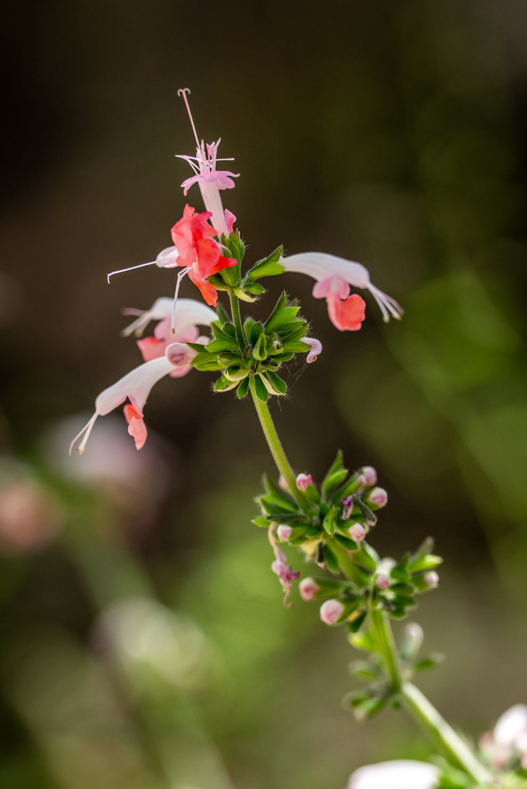 Salvia greggii x microphylla