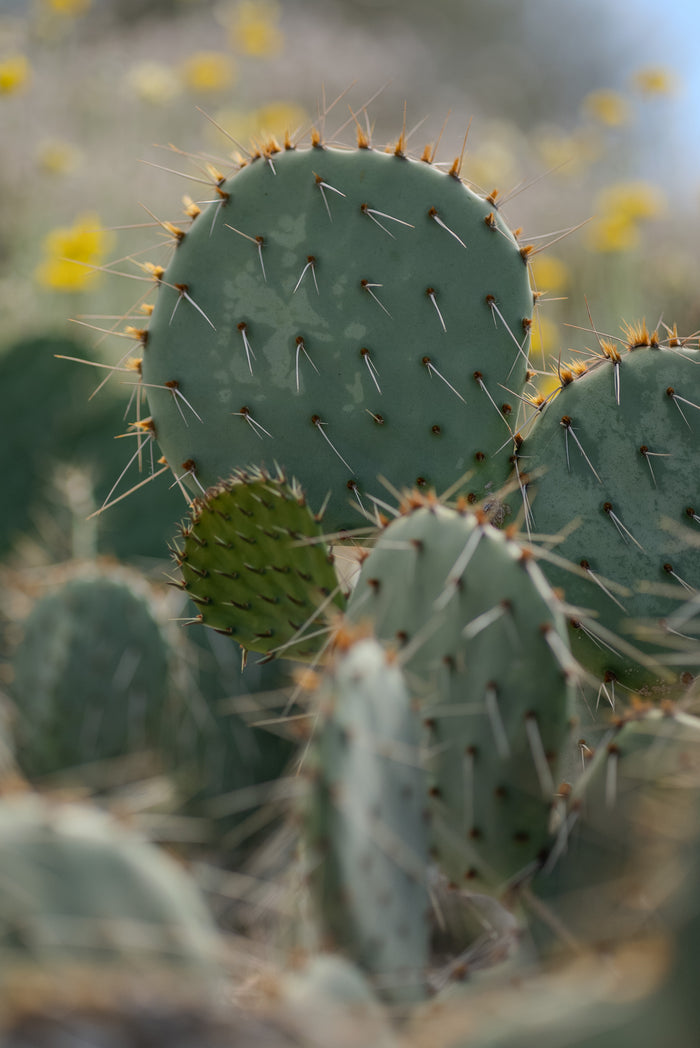 Engelmann’s Prickly Pear