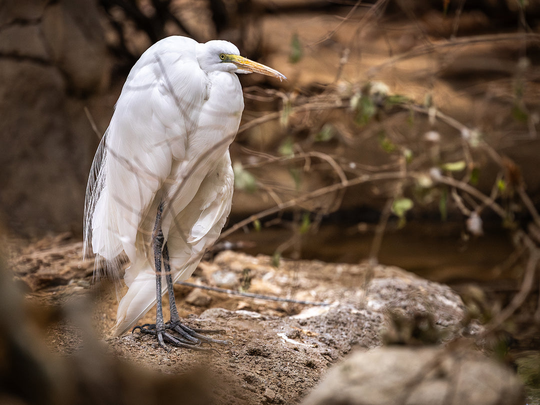 Great Egret